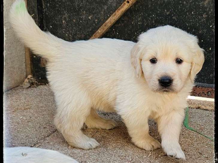 À réserver, chiots Golden Retriever (LOF)