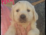À réserver, chiots Golden Retriever (LOF)
