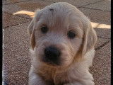 À réserver, chiots Golden Retriever (LOF)
