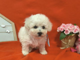 À réserver, chiots Bichon Frisé (LOF)