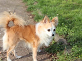 Chien adulte Chihuahua mâle LOF disponible à l’achat