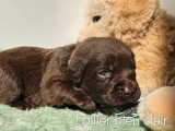 6 chiots Labrador à réserver (LOF)