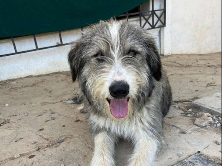 Ra, jeune chien à adopter