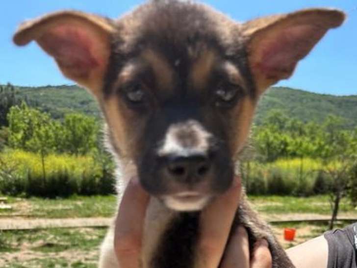 Noodle, chiot à adopter