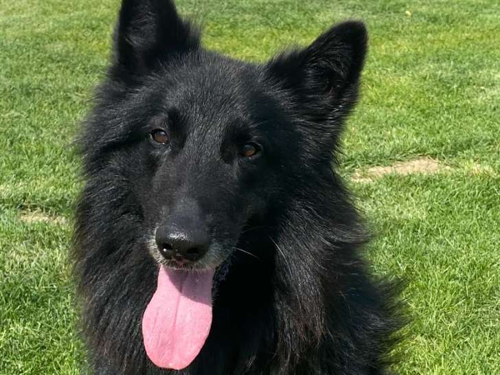 Mâle Berger Belge Groenendael LOF disponible pour saillie