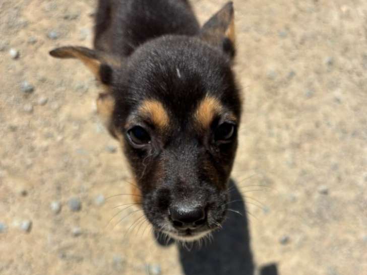 Mo, chiot femelle à adopter