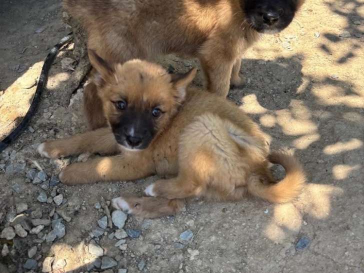 Pickle, chiot mâle à adopter