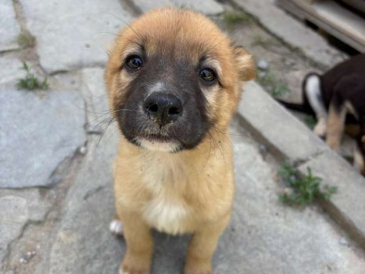 Pickle, chiot mâle à adopter