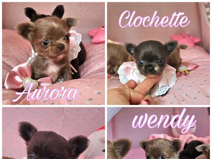 Chiots femelles Chihuahua à vendre