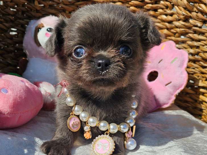 Chiots femelles Chihuahua à vendre