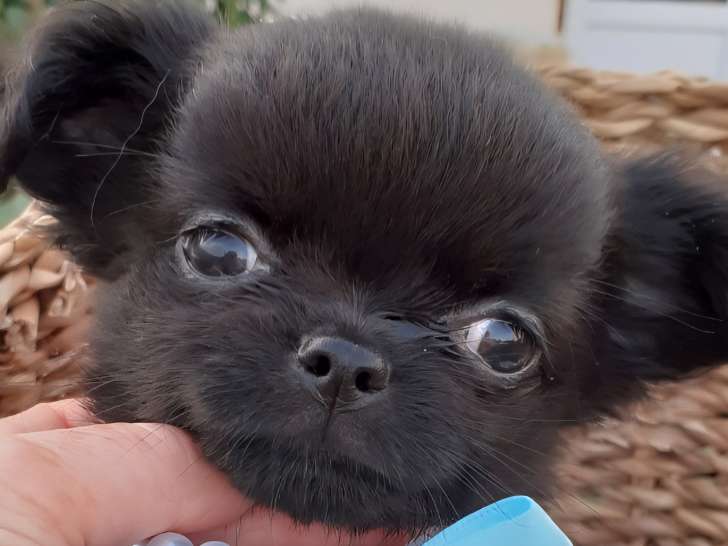 Chihuahua