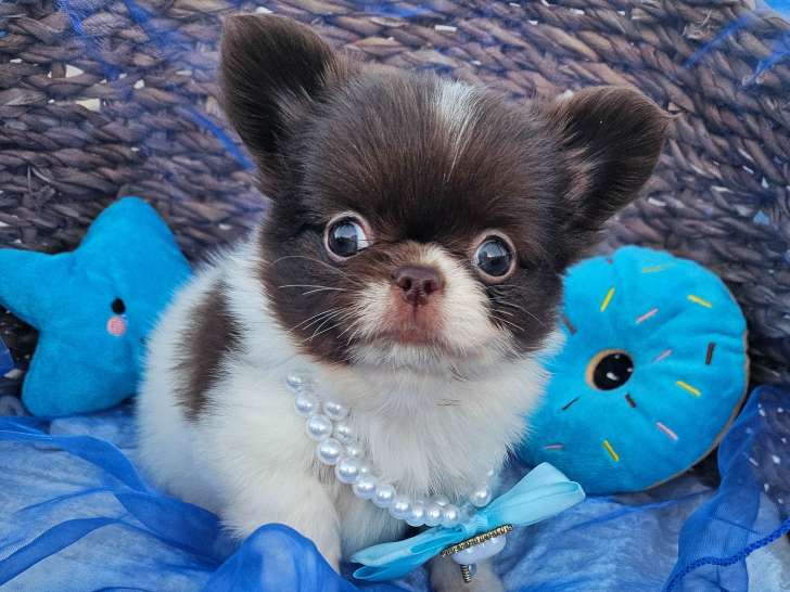 Chihuahua