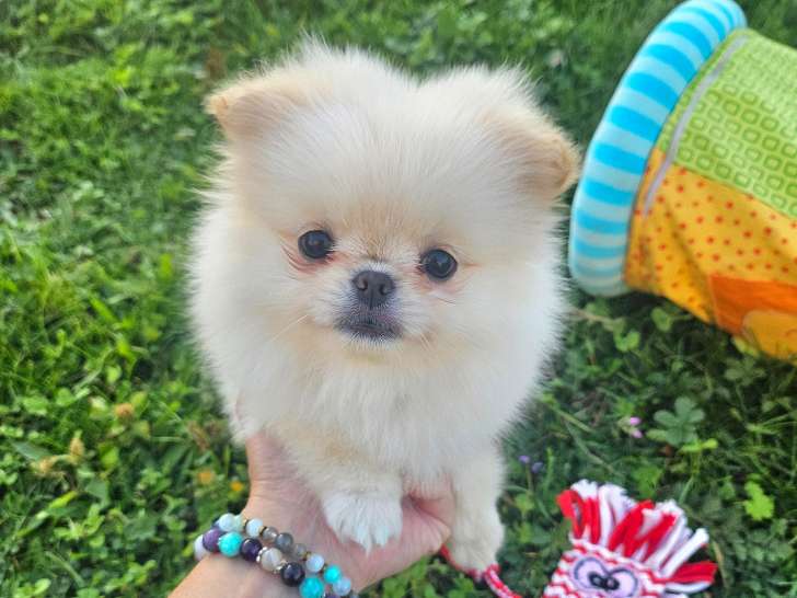 Pomchi ( spitz nain x chihuahua )