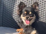 Mâle Chihuahua disponible pour saillie