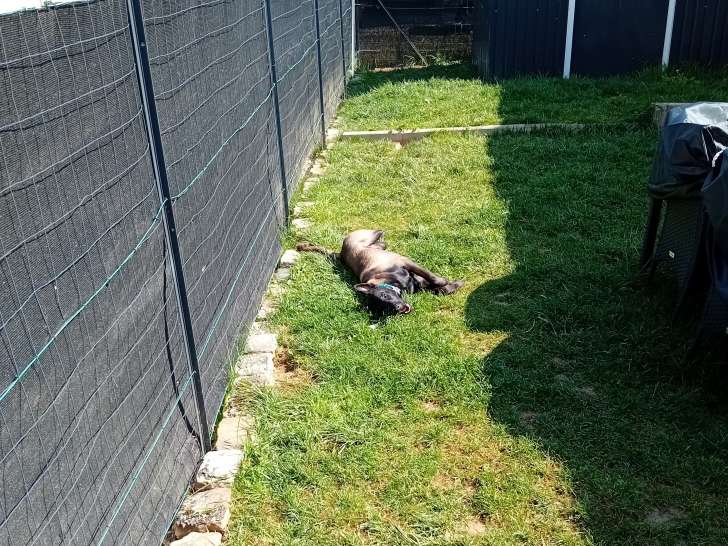 Venom, Malinois à vendre