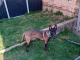 Venom, Malinois à vendre