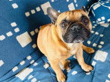 Mâle Bouledogue Français de 3 ans à vendre