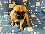 Mâle Bouledogue Français de 3 ans à vendre