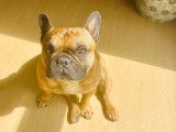 Mâle Bouledogue Français de 3 ans à vendre