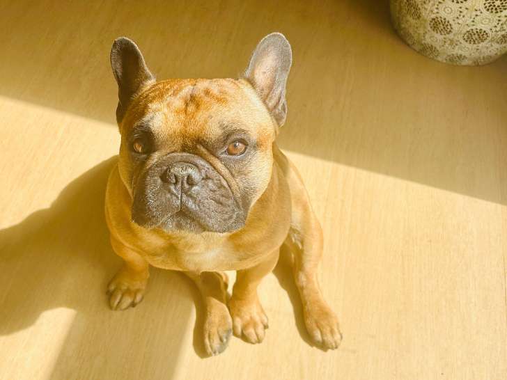 Mâle Bouledogue Français de 3 ans à vendre