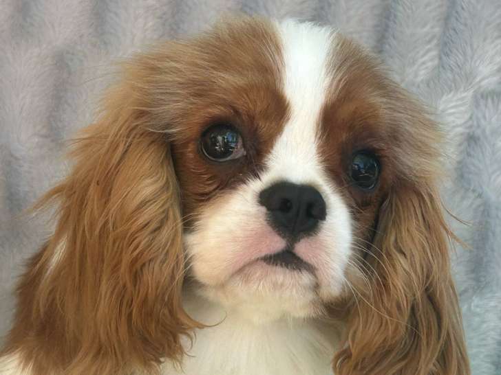Chiot male Cavalier King Charles blenheim LOF à vendre