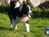 À vendre, chiot mâle Laïka de Yakoutie (LOF)