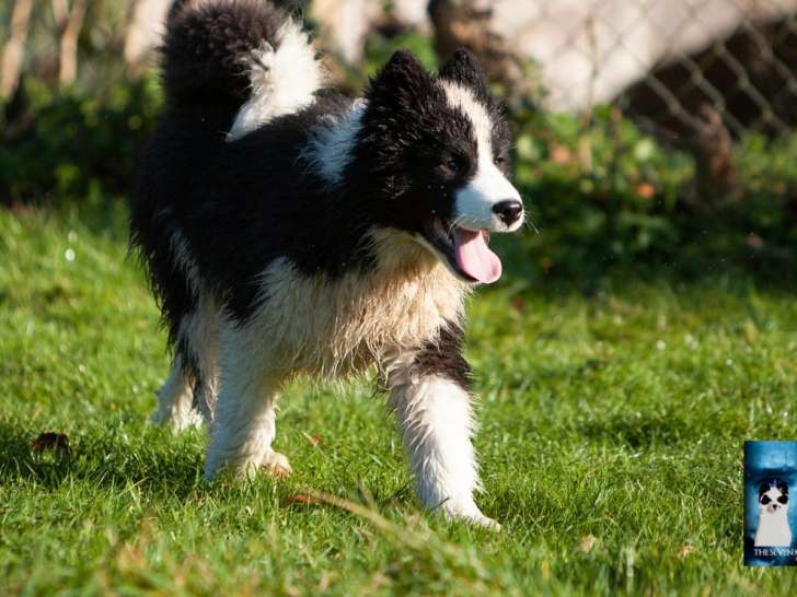 À vendre, chiot mâle Laïka de Yakoutie (LOF)