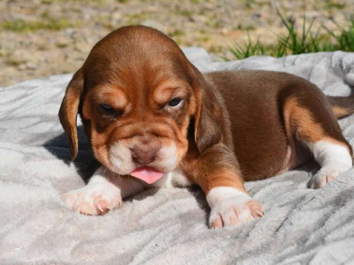 7 chiots Beagle LOF disponibles à la réservation