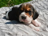 7 chiots Beagle LOF disponibles à la réservation