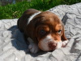 7 chiots Beagle LOF disponibles à la réservation