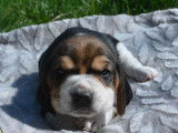 7 chiots Beagle LOF disponibles à la réservation