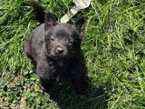 À vendre, chiot Berger Allemand mâle noir (LOF)