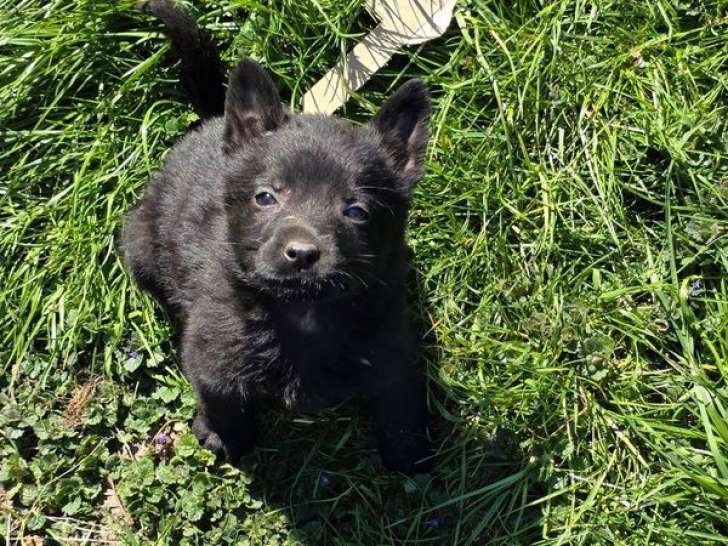 À vendre, chiot Berger Allemand mâle noir (LOF)