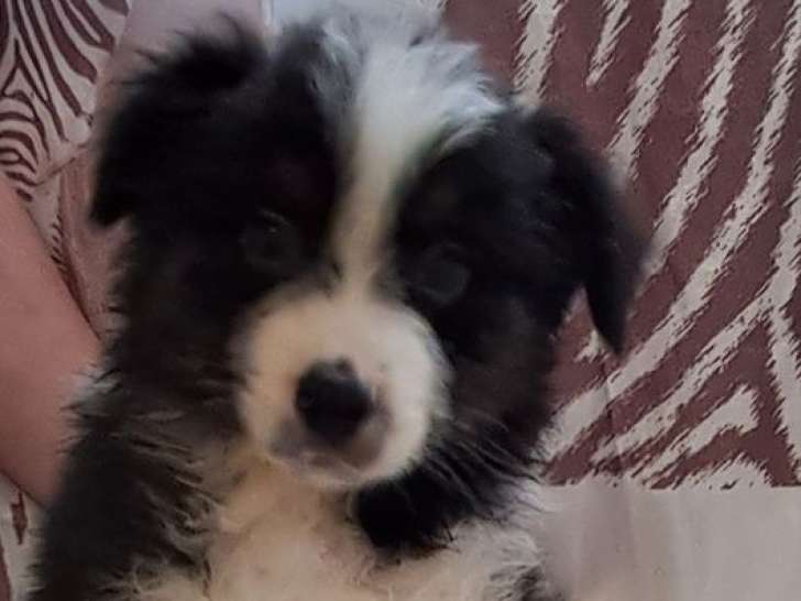 À réserver, 5 chiots Berger Australien LOF