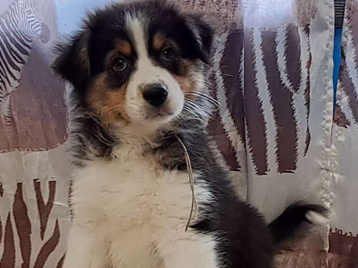À réserver, 2 chiots Berger Australien LOF