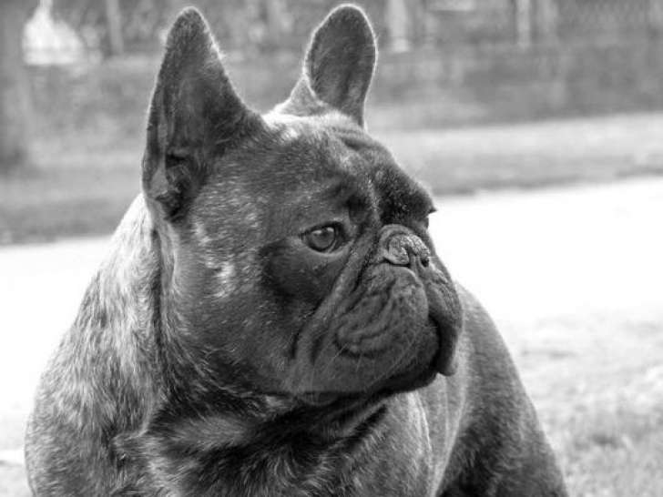 Chien mâle Bouledogue Français LOF disponible pour saillie