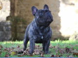 Chien mâle Bouledogue Français LOF disponible pour saillie