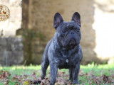 Chien mâle Bouledogue Français LOF disponible pour saillie