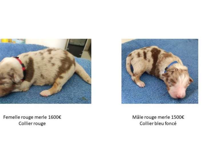 À réserver, 11 chiots Berger Australien (LOF)