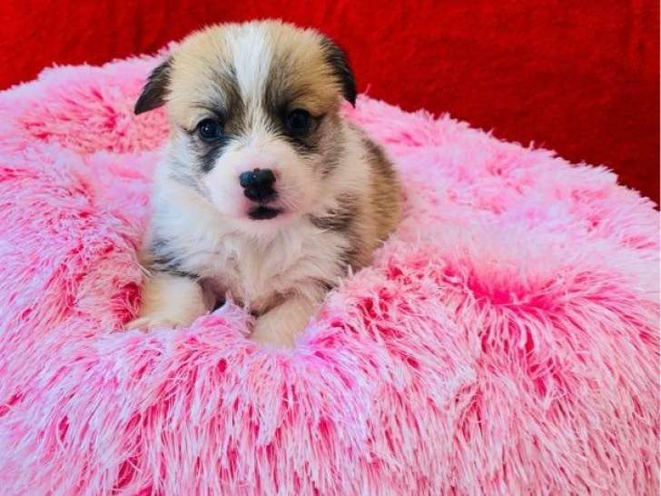 6 chiots femelles Welsh Corgi Pembroke LOF disponibles à la vente