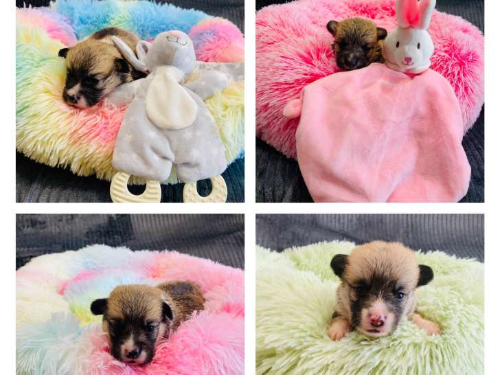 Magnifique femelles et mâle Welsh Corgi Pembroke LOF