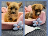 Magnifique femelles Welsh Corgi Pembroke LOF