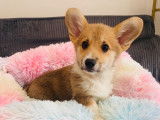 Magnifique femelles Welsh Corgi Pembroke LOF