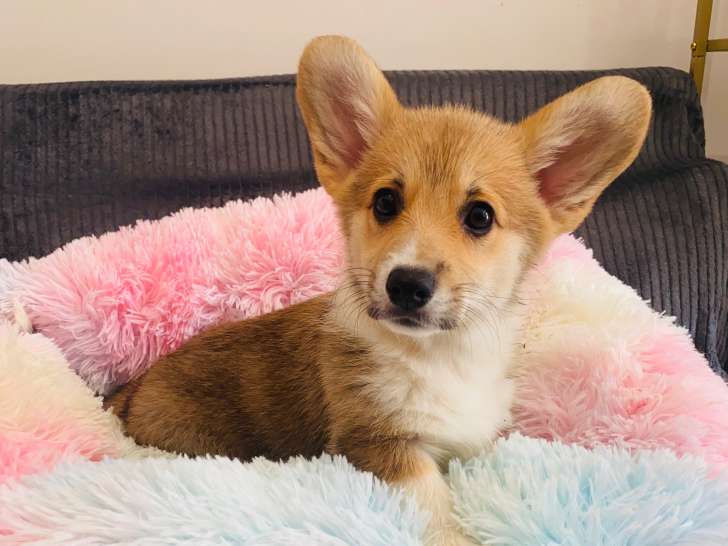 Magnifique femelles Welsh Corgi Pembroke LOF
