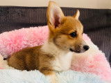 Magnifique femelles Welsh Corgi Pembroke LOF