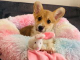 Magnifique femelles Welsh Corgi Pembroke LOF