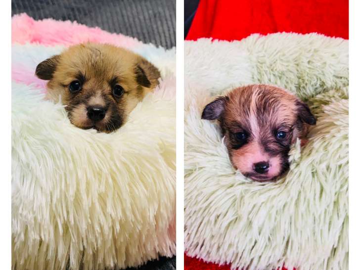 Magnifiques femelles Welsh Corgi Pembroke LOF