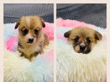 Magnifiques femelles Welsh Corgi Pembroke LOF