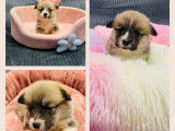Magnifiques femelles Welsh Corgi Pembroke LOF