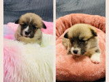 Magnifiques femelles Welsh Corgi Pembroke LOF